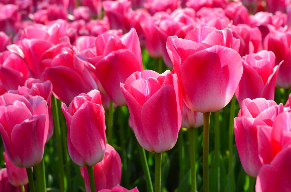 Vivid color nature close-up