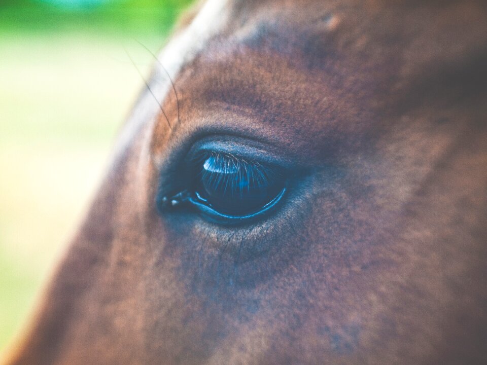 Cavalry close up daylight