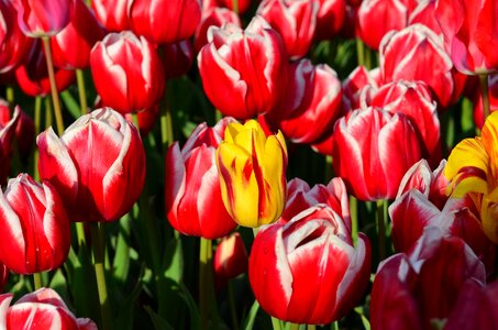 Vivid color nature close-up