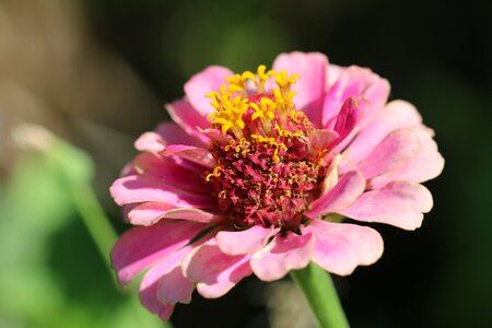 Macro close garden photo