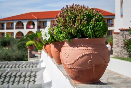 Plant terra cotta art