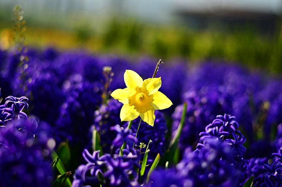 Tulips vivid color nature
