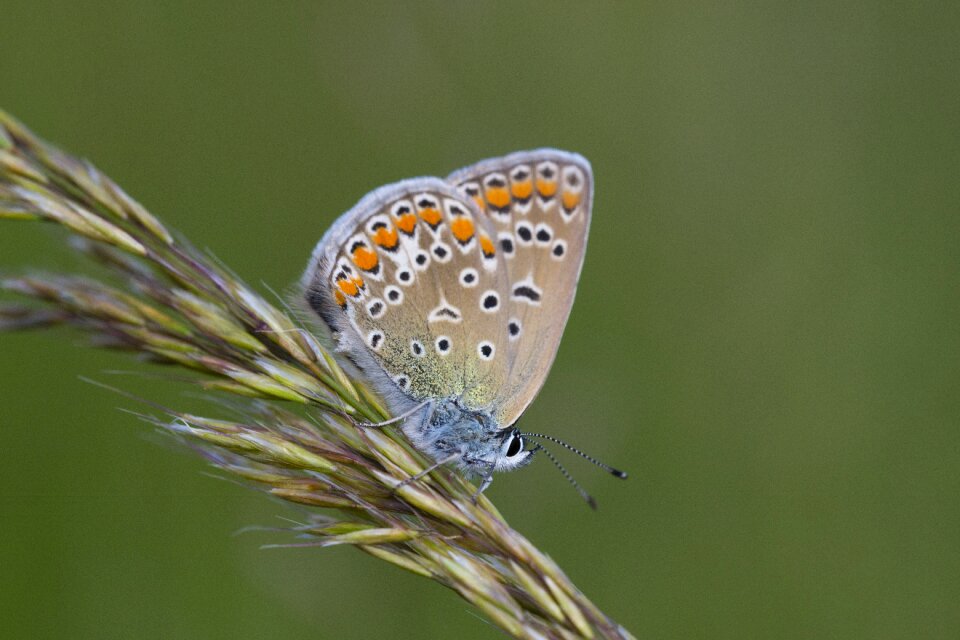 Blue butterfly animal