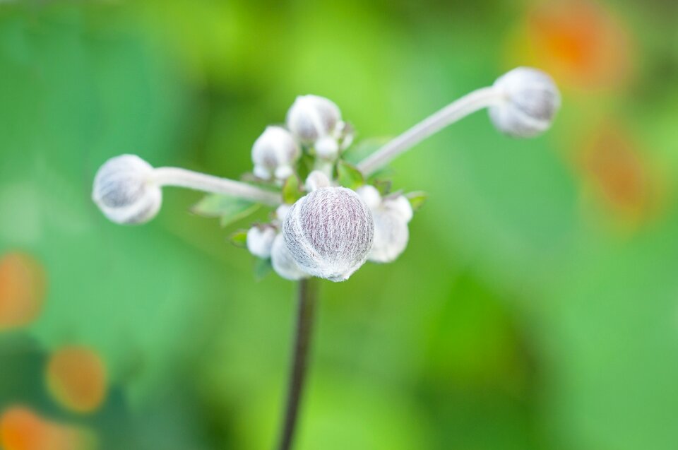 Ranunculaceae hahnenfußgewächs flower