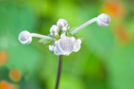 Ranunculaceae hahnenfußgewächs flower photo
