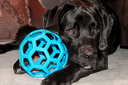 Newfoundland hound ball photo