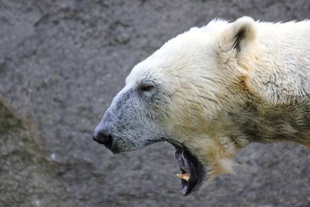 Mammal yawn close up