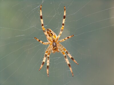 Nature cobweb garden