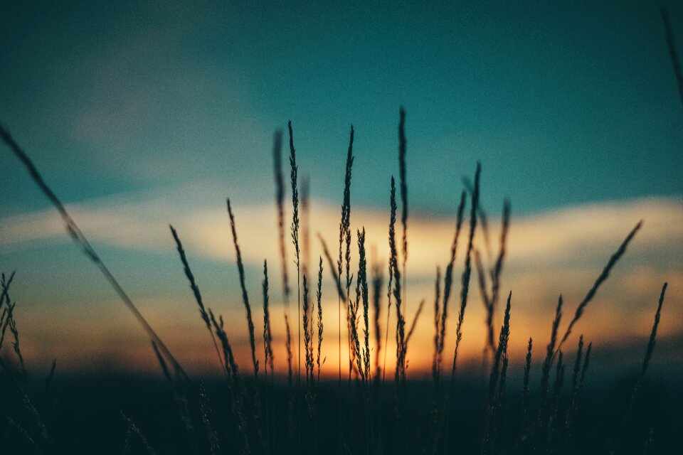 Grass silhouette sunrise