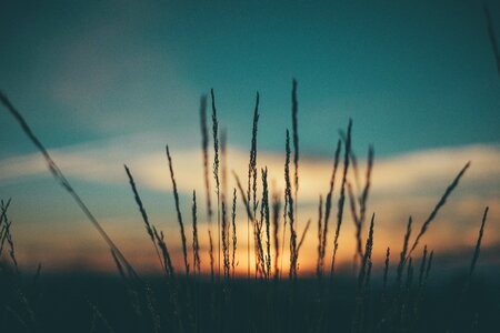 Grass silhouette sunrise photo