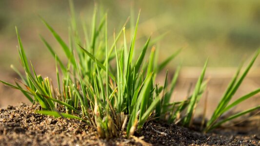 Macro green grass greens