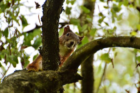 Cute nature cheeky