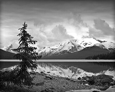 Banff alberta mountain pine tree