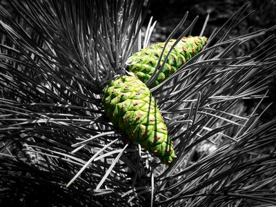 Pine summer evergreen tree