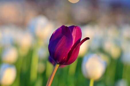 Vivid color nature close-up
