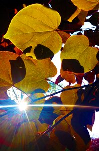 Nature fall foliage photo