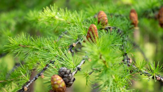 Summer nature tree