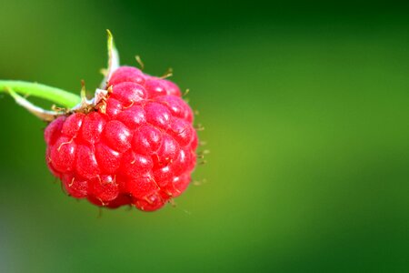 Fruit berries healthy