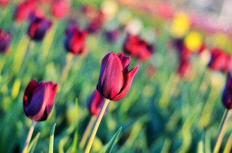 Vivid color nature close-up