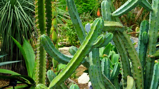 Prickly color nature photo