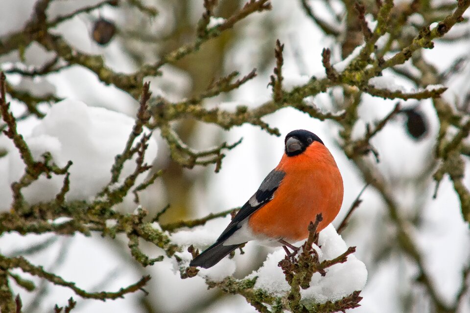 Bird nature garden