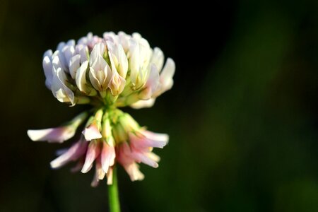 Bloom white green photo