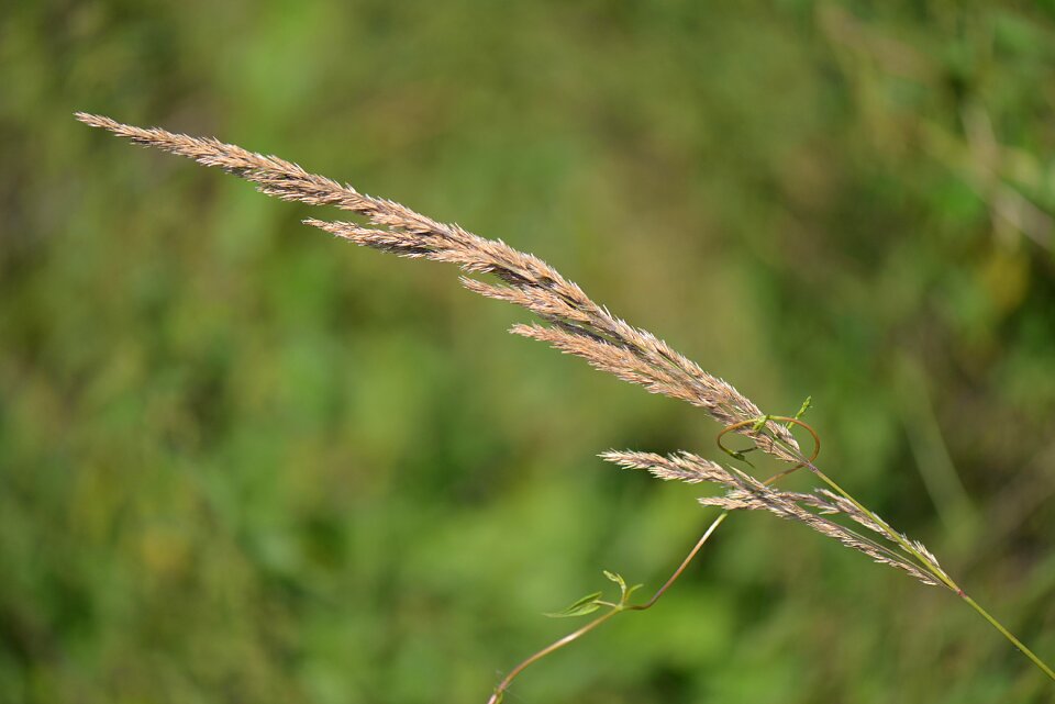Nature close up meadow
