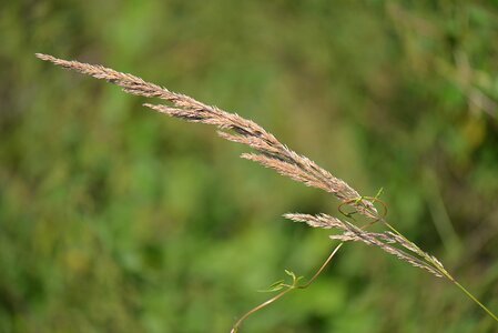 Nature close up meadow photo