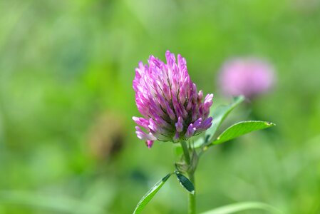 Meadow purple wild flower