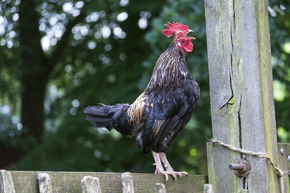 Wake up animal farm