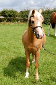 Animal pasture small horse
