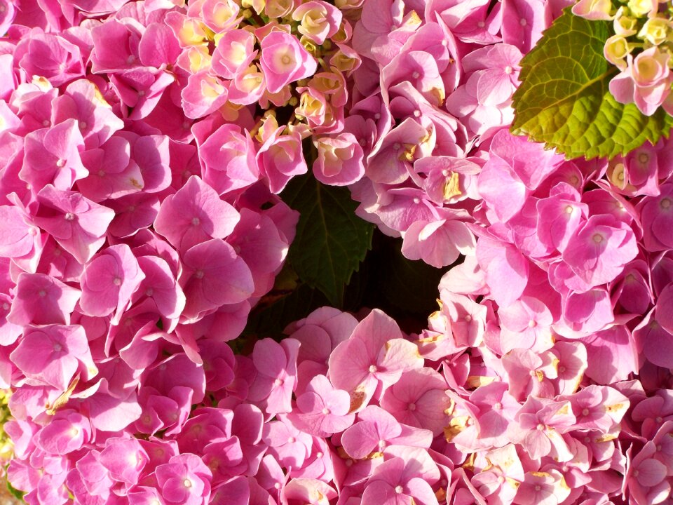 Hydrangea pink flower garden summer flower