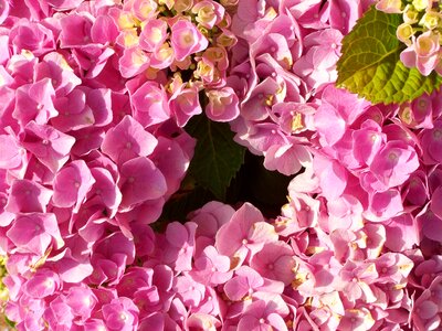 Hydrangea pink flower garden summer flower photo