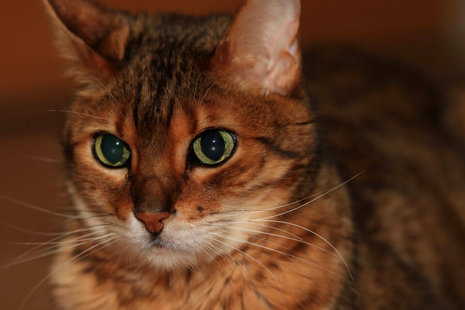 Cat pet Free photos