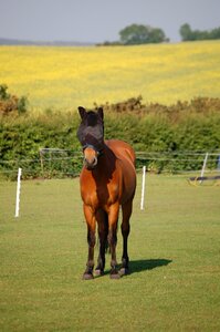 Animal pasture closed eyes