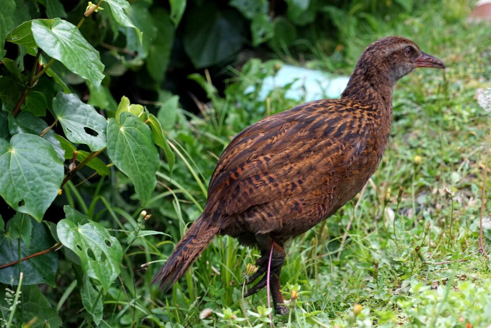 Chicken nature animals