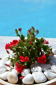 Flower bowl planting red