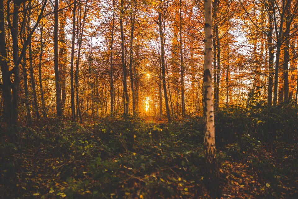 Fall forest idyllic