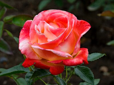 Flowers white red