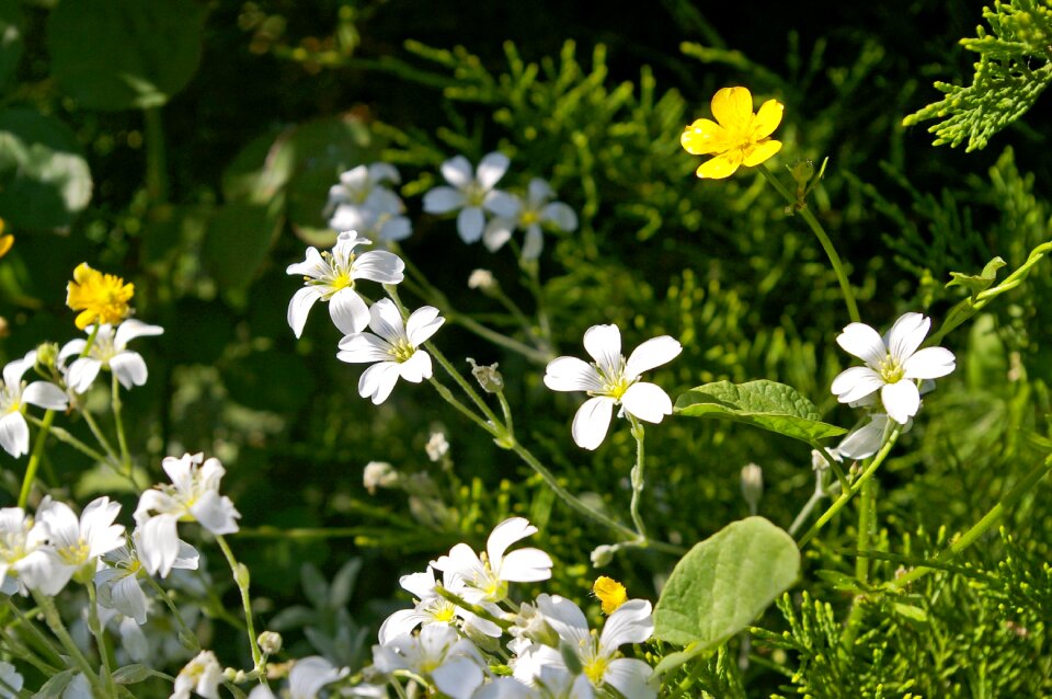 Plant white flowers petals