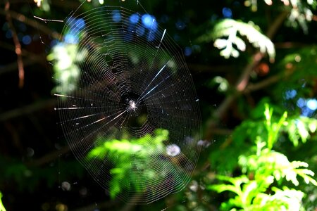 Nature insect web photo