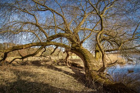 Nature tree wood