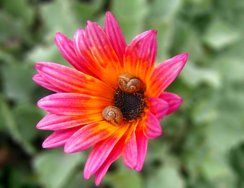 Garden macro nature