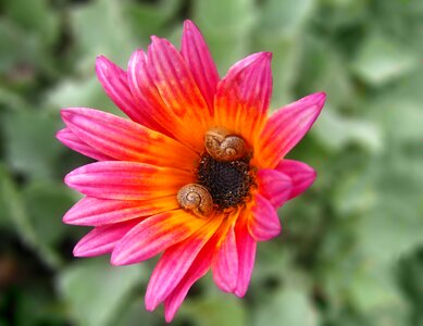 Garden macro nature