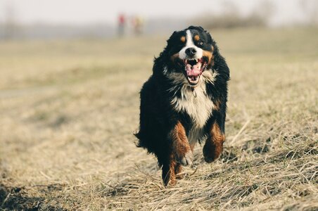 Schweizer sennenhund run fast photo