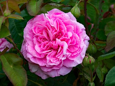 Flowers pink blossom