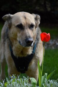 Schäfer dog hybrid animal photo