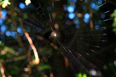 Nature insect web photo