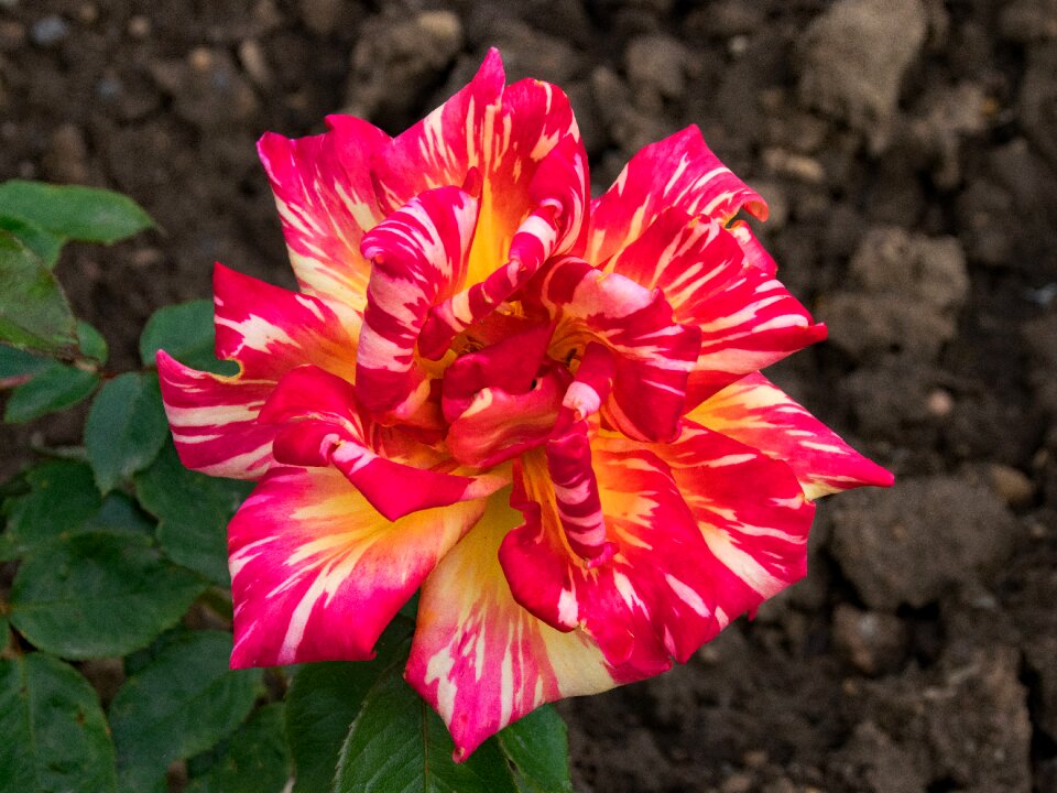 Floribunda flowers red