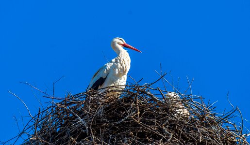 Storchennest bird rattle stork